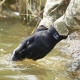 Рукавички водонепроникні Dexshell ToughShield, розмір XL (DG458NXL)